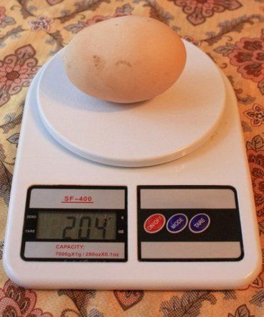 В Буштино курица снесла яйцо весом 204 грамма!