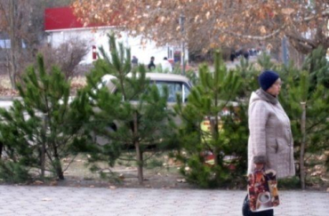 В Закарпатье милиция будет строго проверять продавцов елок