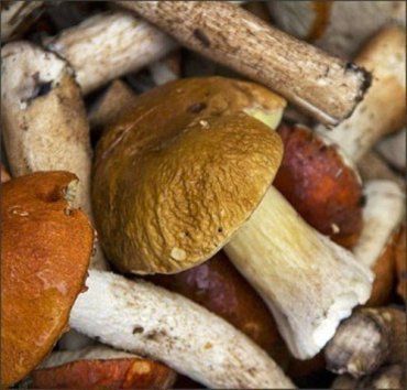 Сезон грибов: грибники массово травятся и пропадают без вести