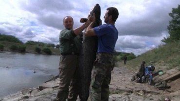 В Словакии поймали сома длиной 1,8 м и весом около 40 фунтов