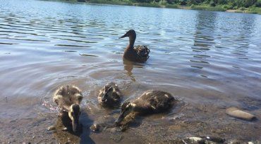 В Ужгороді на озері у качок з’явилися малюки