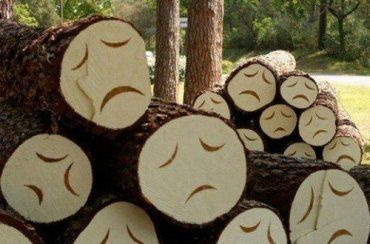 В Закарпатье лесники организовали самовольные рубки леса