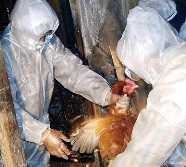 В Венгрии зафиксирована вспышка птичьего гриппа