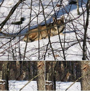 Возле Ужгорода в лесу засняли настоящего волка