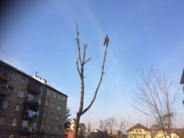 Спасатели в Тячево сняли мужчину с верхушки дерева