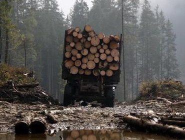 В Закарпатье незаконно вырублено 774 га леса