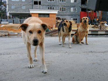 В Ужгороде собак отравляют на глазах у детей и оставляют умирать на улице