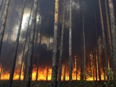 В Береговском районе уже четвертый день горит лес