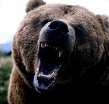 Медведь задрал в Карпатах пенсионера