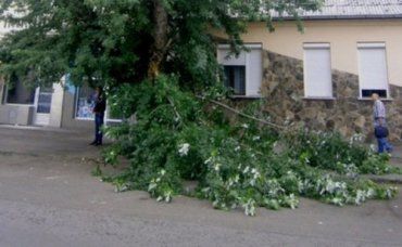 На ул.Капушанская сломанное дерево не мешает коммунальщикам
