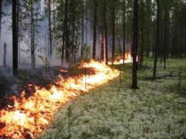 На Закарпатье объявили "наивысшую" пожарную опасность
