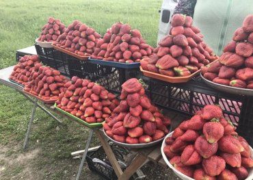 На Закарпатті розпочався сезон продажу полуниці.