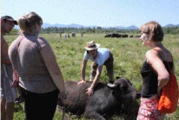 Туристи "спілкуються" з карпатськими буйволами на закарпатській фермі
