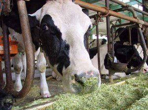 В Закарпатье опасное молоко может спровоцировать туберкулез костей