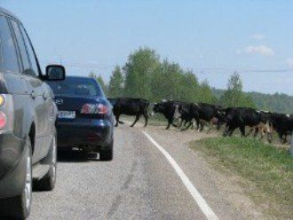 В Мукачевском районе объезд стада коров завершился гибелью 7-летнего ребенка