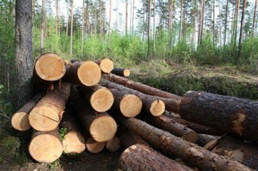 В Румынии незаконную вырубку леса объявили «угрозой национальной безопасности»