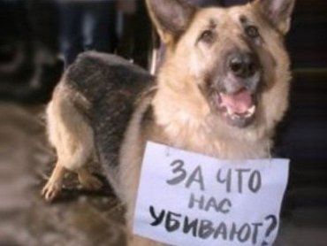 В Ужгороде за 2 дня отравили 5 собак