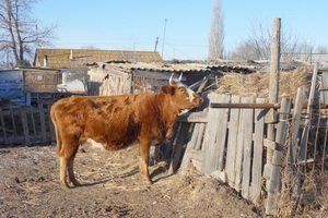 Ивано-Франковцы ездили специально в Закарпатье воровать коров