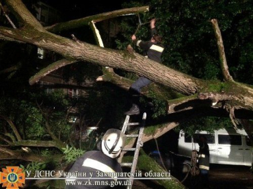 Из-под дерева машину в Ужгороде освобождали спасатели