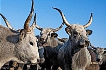 На Закарпатье разводят венгерских серых коров