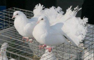 Таможня не пустила в Россию 20 голубей