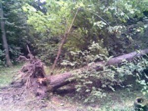 На Закарпатье придавило деревом 31-летнего жителя Тячевского района