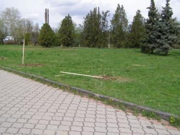 В Ужгороде вандалы уничтожили аллею сакур в парке