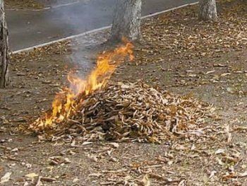 В Боздошском парке жители Ужгорода до сих пор сжигают мусор и ветки деревьев