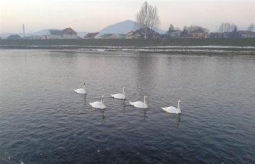 Жители города Мукачево заметили на набережной лебедей