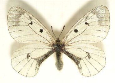 Мнемози́на — бабочка, обитающая в Закарпатье