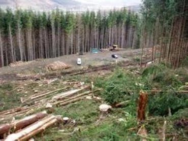 Ужгородец за какие-то 15 500 гривен "согласовал" варварскую вырубку леса