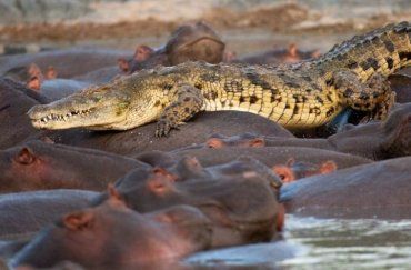 Крокодил стал спасаться бегством прямо по спинам бегемотов.. но поздно