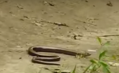 Змії у Карпатах з потеплінням повилазили на сонце зі своїх сховків