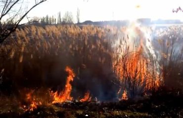 З невідомих наразі причин загорілися чагарники та сухотрав’я озера Сальва - 1