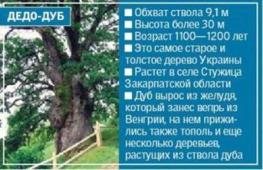В закарпатском селе Стужица растет самый старый дуб