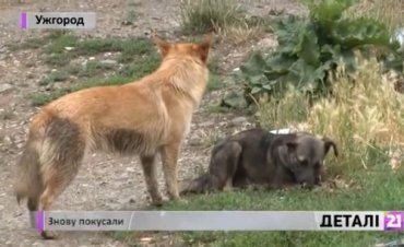 В Ужгороде обсуждают проблему бродячих собак - между жалостью и опасностью