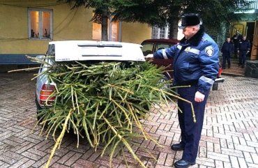 Незаконная вырубка елки в Закарпатье накануне Нового года запрещена!
