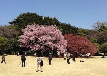 Японцы постоянно отмечают цветение сакуры, как праздник