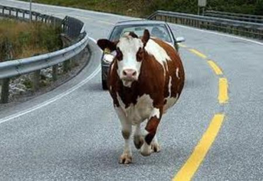 В Закарпатье корова заставила водителя Chevrolet Aveo уступить дорогу