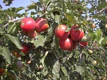 В Ужгороде для фермеров проведут большой "яблочный день"