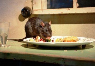 Жители ужгородских многоэтажек страдают от крыс и тараканов