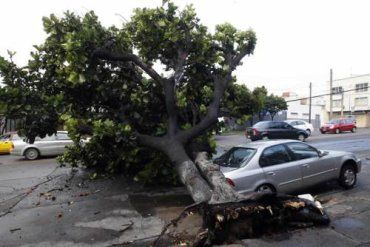 В Ужгороде в результате порыва ветра деревья попадали на авто