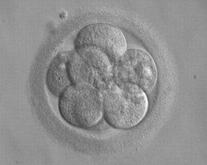 В США родился мальчик из эмбриона, замороженного 20 лет назад