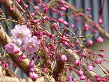 В Ужгороде уже начали раскрываться бутоны японской вишни
