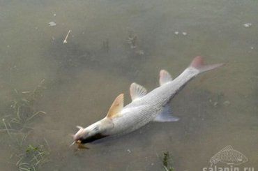 Из-за утечки масла на Ужгородской ГЭС пострадала рыба в р. Уж