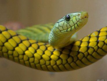 В Закарпатской области змеи нападали на отдыхающих уже 20 раз