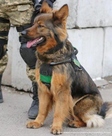 Нарушителей границы на Закарпатье догоняла служебная собака