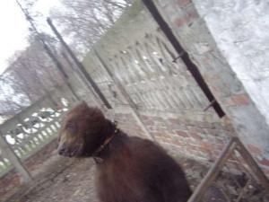 Луганского медведя Потапа отправят в центр реабилитации в Карпатах