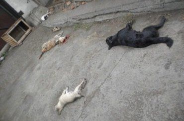 В Ужгороде началась «акция» по отравлению бездомных собак