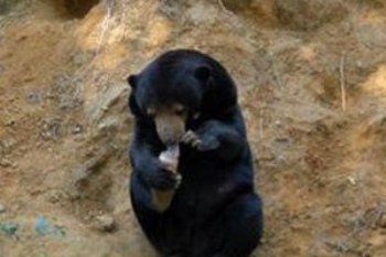 Сейчас в Карпатском учебно-реабилитационном центре три бурых медведя
